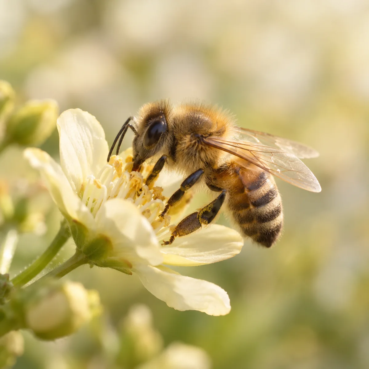 Illustrative image for A bee swarm or a wasp nest?